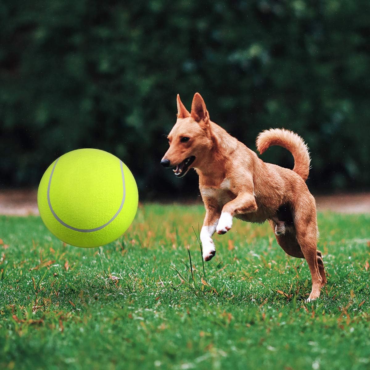 Aufblasbarer Tennisball | Hundespielzeug