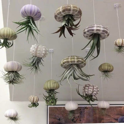 HÄNGENDE LUFTPFLANZE MEDUSE