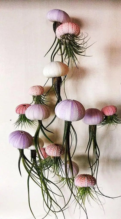 HÄNGENDE LUFTPFLANZE MEDUSE