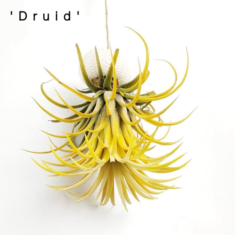 HÄNGENDE LUFTPFLANZE MEDUSE