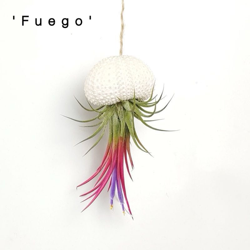HÄNGENDE LUFTPFLANZE MEDUSE